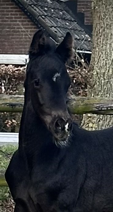 Whodini Ritme JCS. Te koop / For Sale